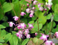 Numerous white to pink flowers